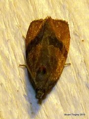 Evora hemidesma