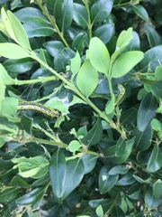 Cydalima perspectalis