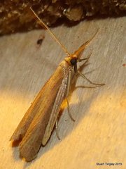 Peoria gematella
