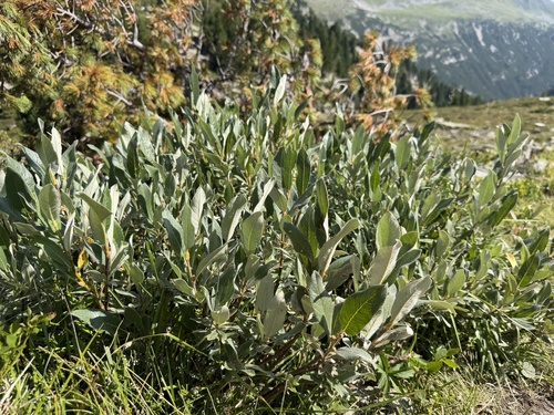 Salix helvetica, photograph 4