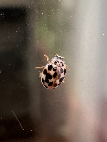 Twenty-spotted Lady Beetle