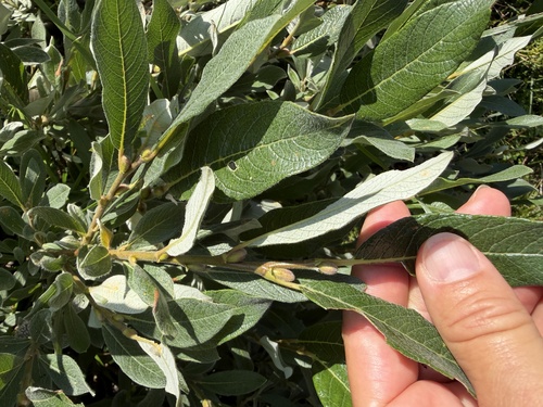 Salix helvetica, photograph 5