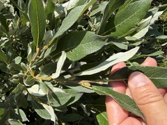 Salix helvetica, photograph (c) Katrin Simon, some rights reserved (CC BY)