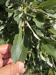Salix helvetica, photograph (c) Katrin Simon, some rights reserved (CC BY)