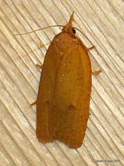 Sparganothis distincta