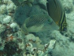 Canthigaster margaritata