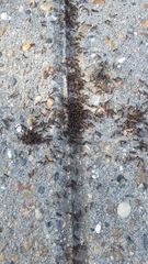 Tetramorium caespitum