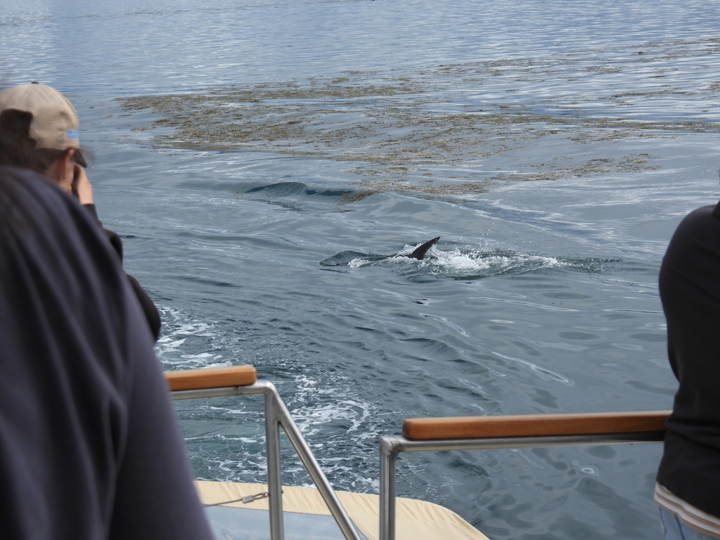 Porbeagle shark showing its fin as it swims near the surface, seen from a boat