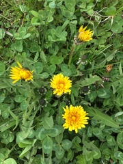 Taraxacum officinale