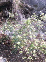 Trinia glauca