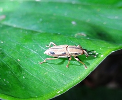 Sphenocorynes kosempoensis