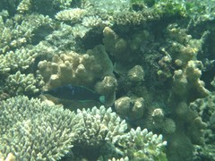 Gomphosus klunzingeri