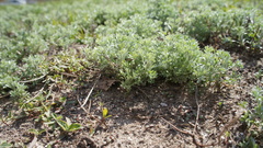 Artemisia austriaca