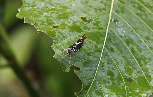 Marela tamyroides