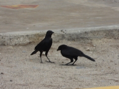 Molothrus bonariensis