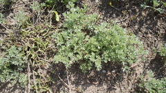 Artemisia austriaca