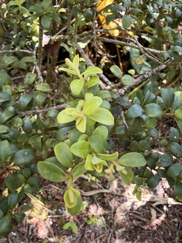 Myrsine alyxifolia observed 2026-07-18