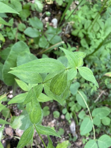 Asperula taurina, photograph 2