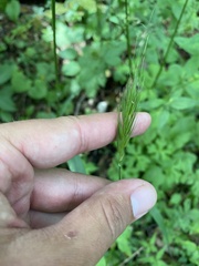 Hordelymus europaeus