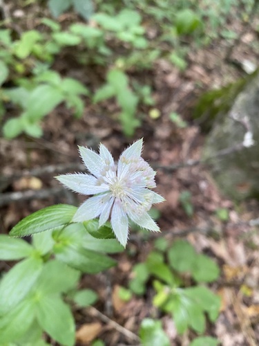 Astrantia maxima, photograph 4