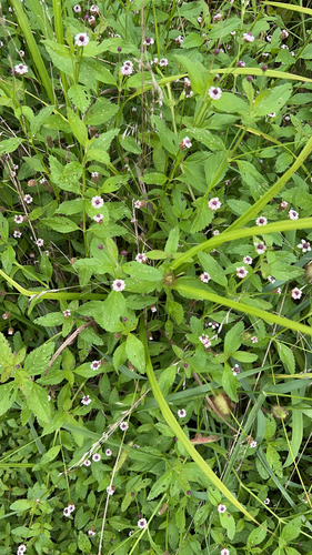 lanceleaf frogfruit
