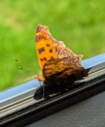 Eastern Comma