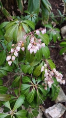Pieris