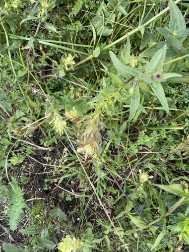 Melampyrum chlorostachyum (Melampyrum chlorostachyum)