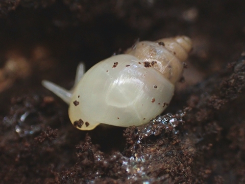 Leptinaria unilamellata observed 2026-08-01