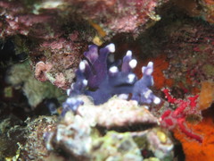 Distichopora irregularis