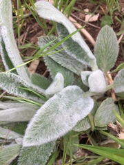 Stachys byzantina