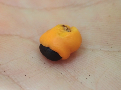Cupania americana