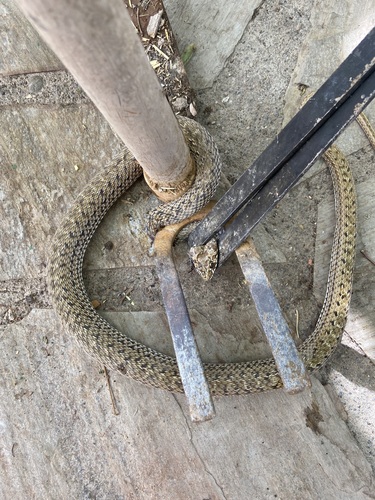 Western Montpellier Snake