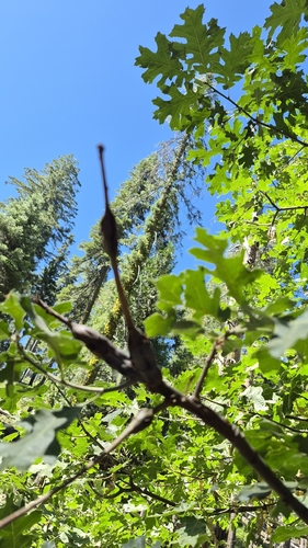 iNaturalist observation photo of Ruptured Twig Gall Wasp