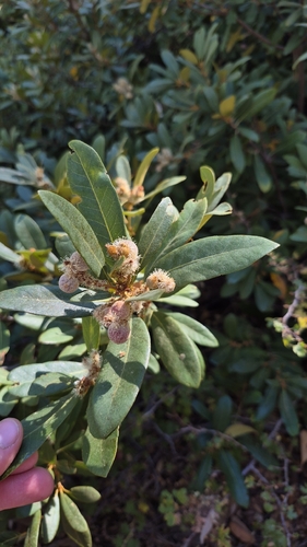 iNaturalist observation photo of Chinquapin Flower Gall Wasp
