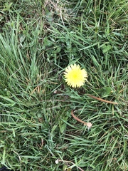 Taraxacum pseudohamatum