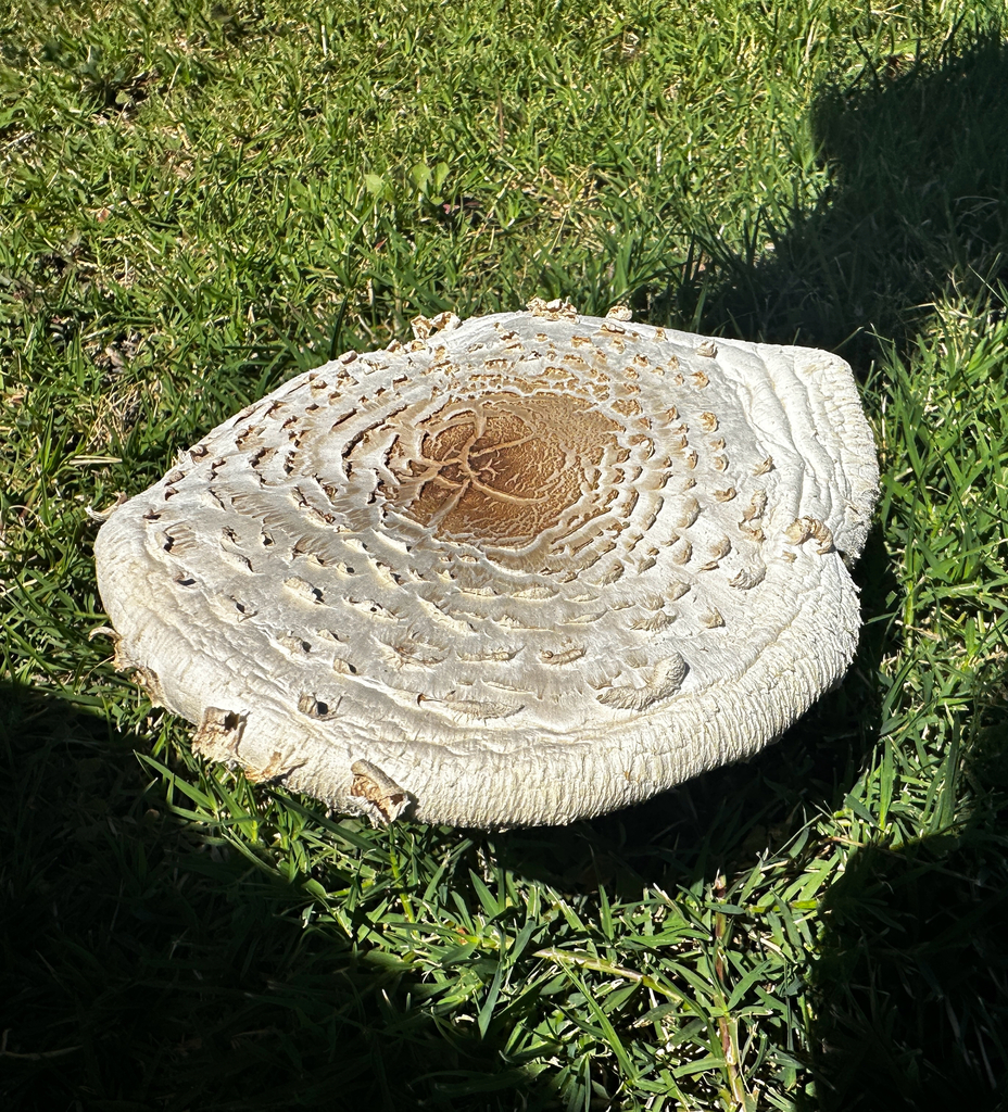 Green-spored Parasol · July 2026 · photo: Photo: (c) Ana Ka'ahanui, some rights reserved (CC BY) · iNaturalist