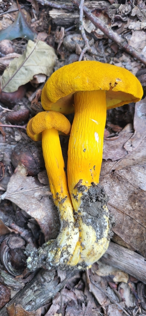 flaming gold bolete · August 2026 · photo: Photo: (c) Juniper Meredyk, some rights reserved (CC BY) · iNaturalist