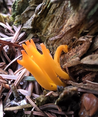 Jelly-antler