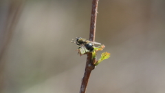 Tachina lurida