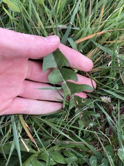 Taraxacum pseudohamatum