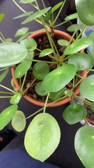 Pilea peperomioides