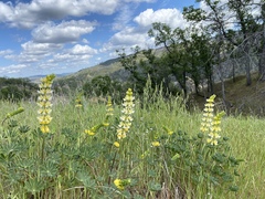 Lupinus luteolus