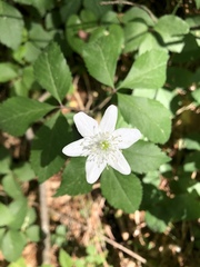 Anemonoides trifolia