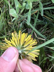 Taraxacum pseudohamatum