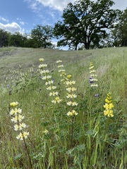Lupinus luteolus