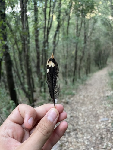 Plume de Pic épeiche