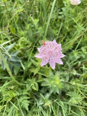 Astrantia maxima