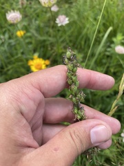 Asyneuma campanuloides