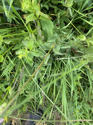 Asyneuma campanuloides, photograph 2